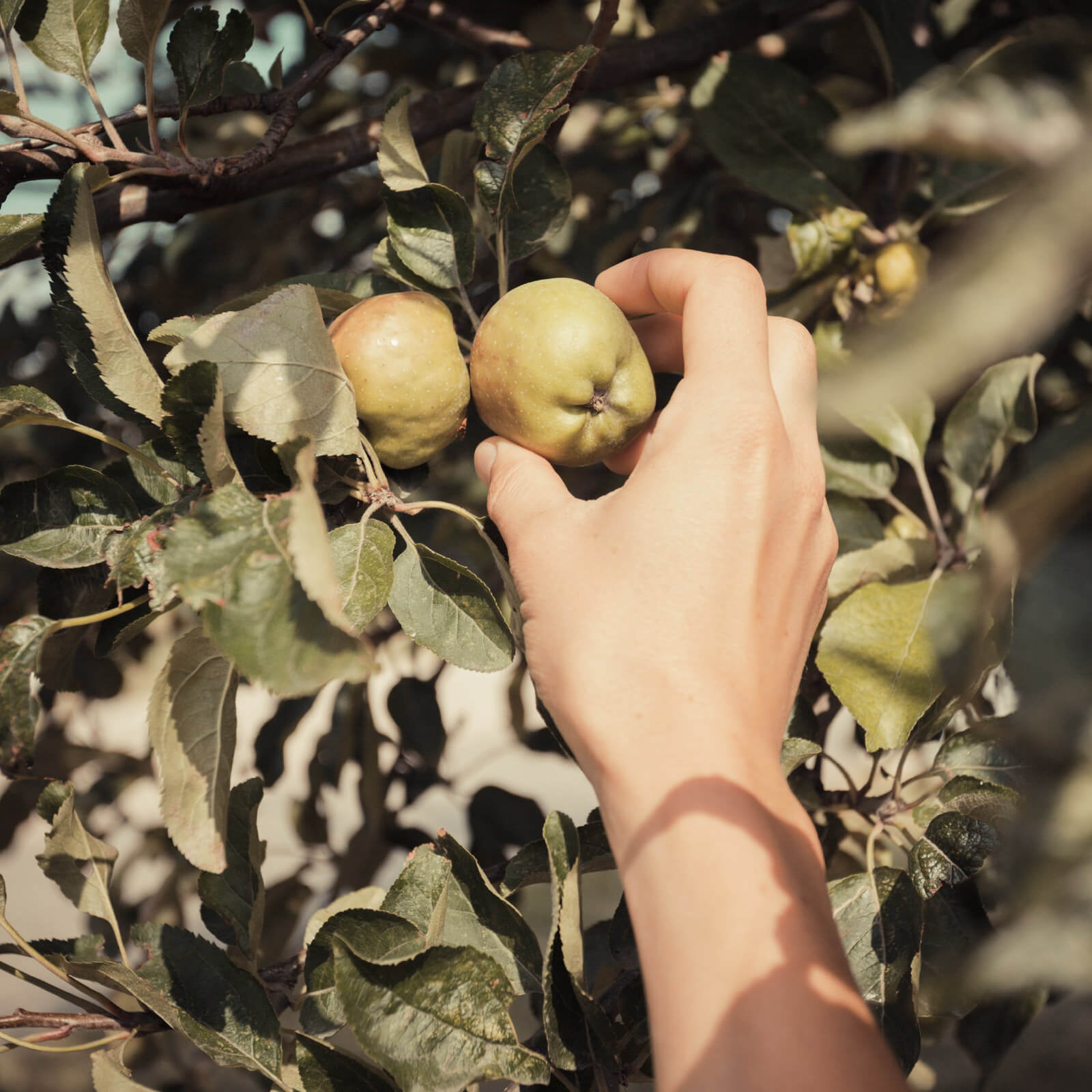 Nærpension Sundhedssikring