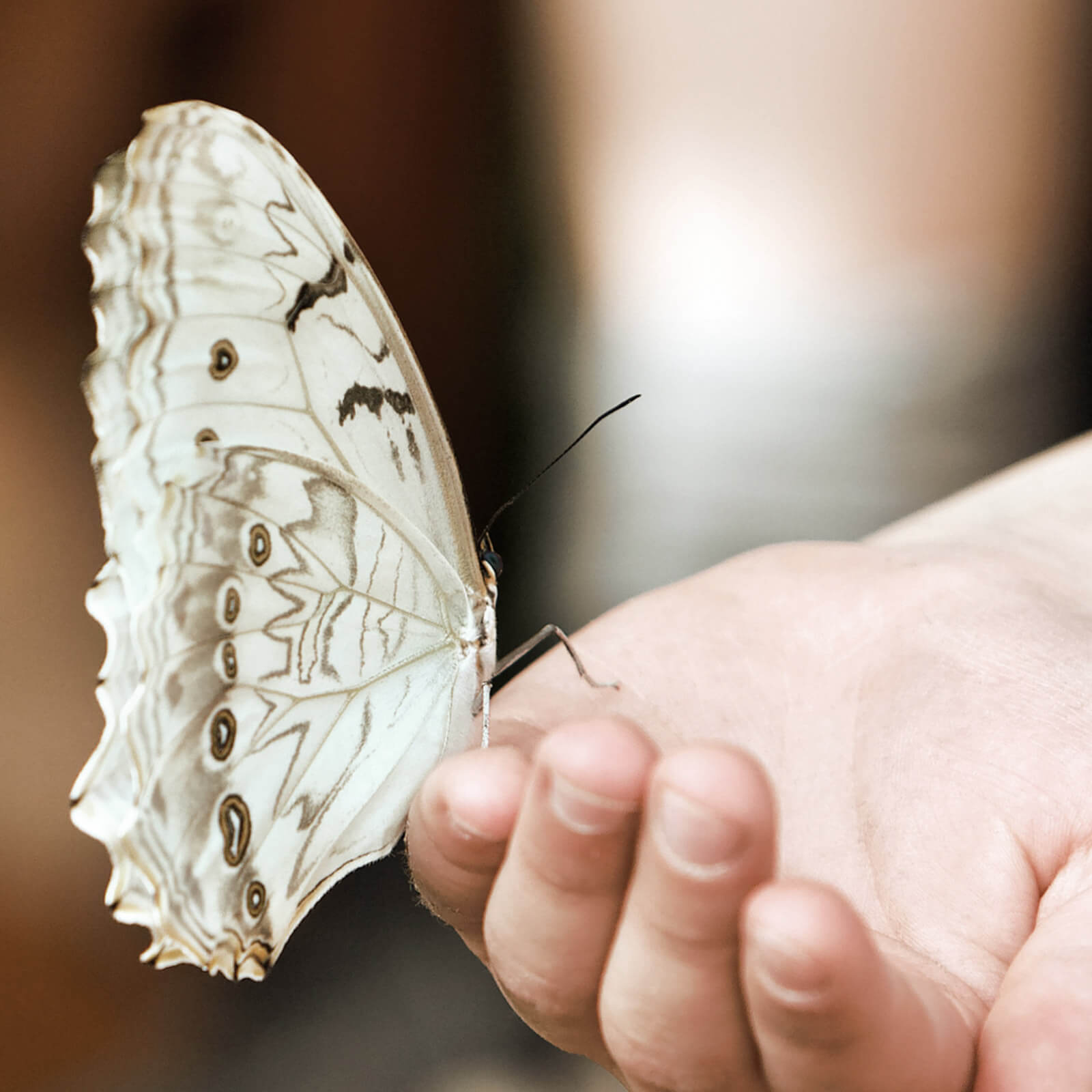 Nærpension - Visse Kritiske Sygdomme til børn